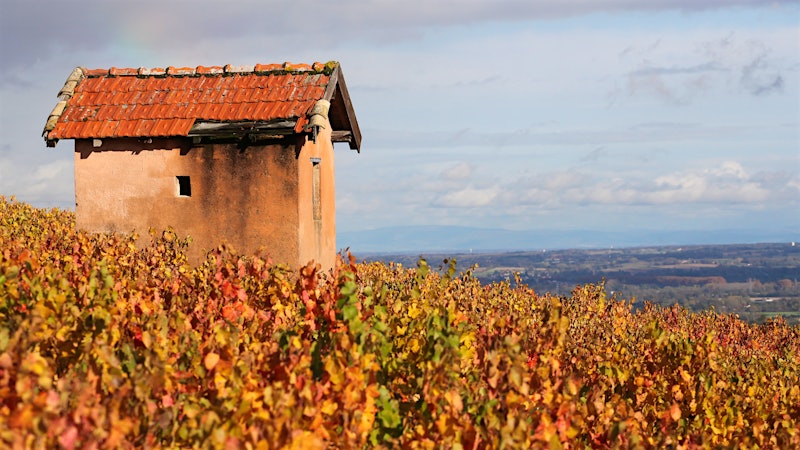 ABCs of <i>Cru</i> Beaujolais