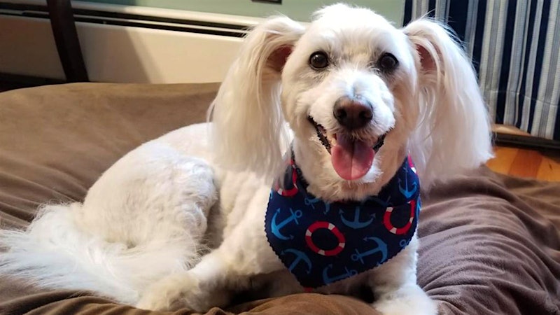 Barnaby the Eskipoo