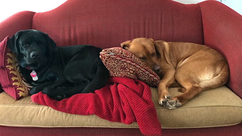 Coffee Bean and Cinna-Bun the English Labradors