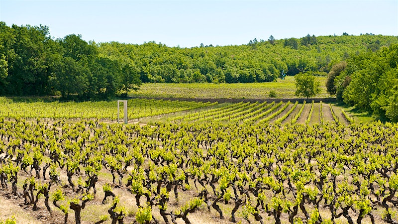 8 Excellent French Rosés Up to 91 Points