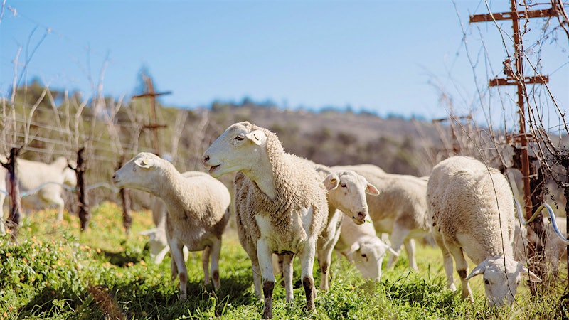 Woolly Firefighters in Wine Country