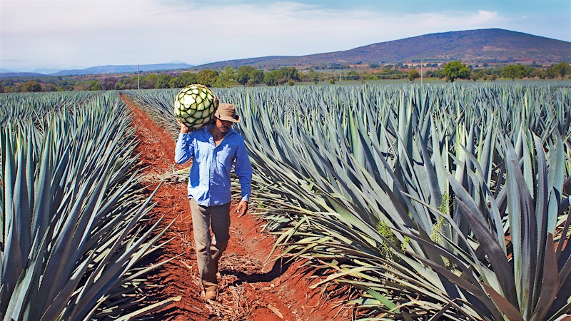 Tequila's Ebb and Flow
