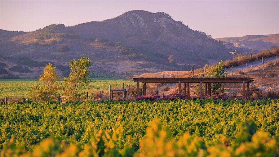 Brewer-Clifton winery building and Machado vineyard (Jeremy Ball)Spotlight on 2024 California Pinot Noir