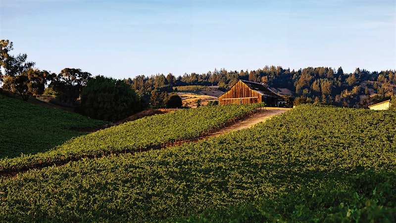 At Anderson Valley’s Maggy Hawk: A Vineyard Alive