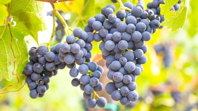 Love Aged Pinot Noir? How About 600 Years Old?