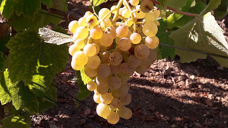 Pinot, Chardonnay, Voltis? Champagne Experiments With New Grape