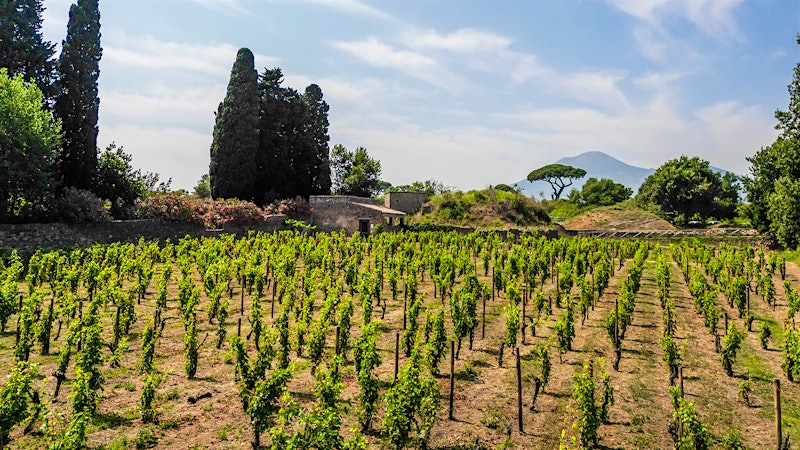 A Wine Project with Roots in the Past and Future