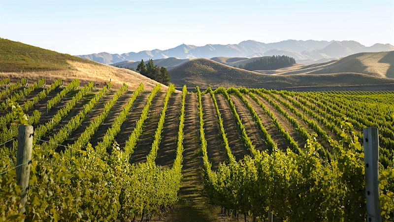 8 Excellent Global Values at 90+ Points, Including Malbec and Sauvignon Blanc