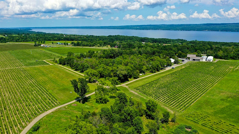 11 Exciting Finger Lakes Rieslings up to 93 Points