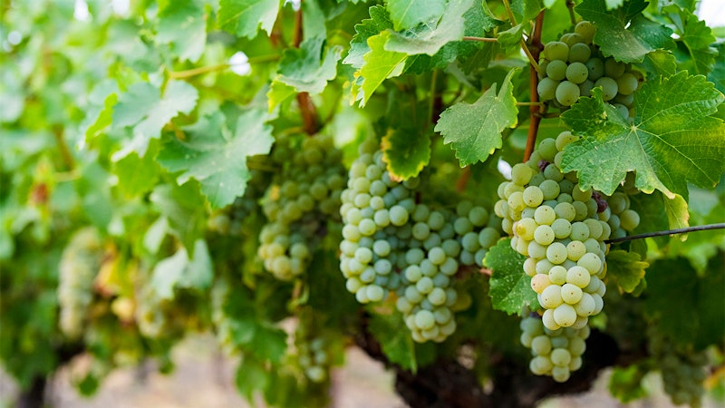 8 Refreshing California White Wines Up to 92 Points