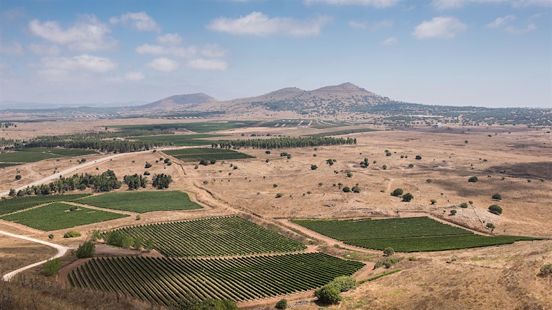 The Brave New World of Kosher Wine