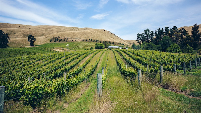 New Wines From New Zealand—Pure, Precise and Affordable