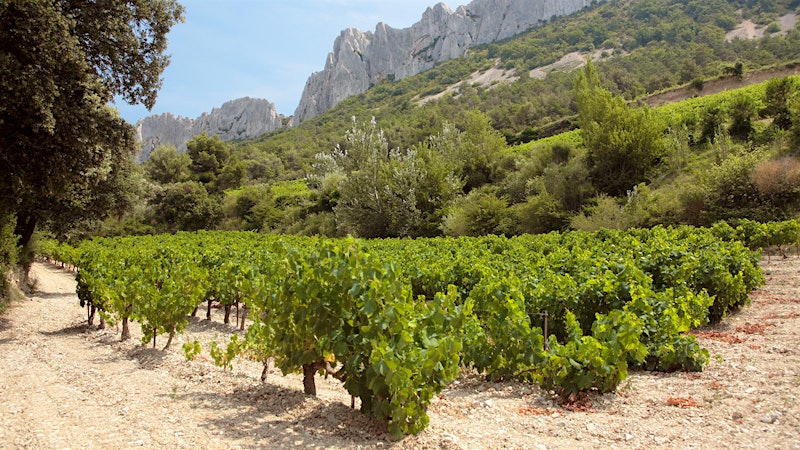 Châteauneuf and Then Some—Spicy Southern Rhône Reds