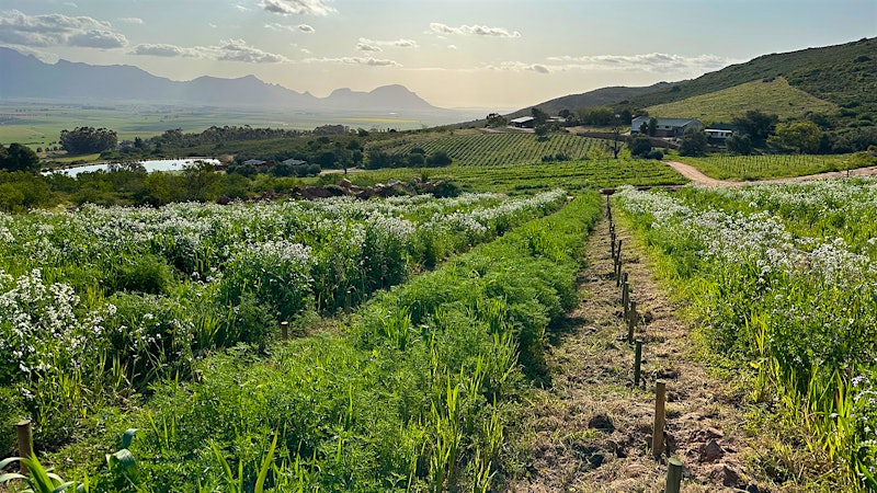 Stylish Wines That Show South Africa in Motion