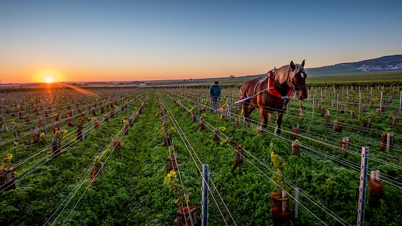 Dr. Vinny’s Earth Month Q&A for Environmentally Minded Wine Lovers