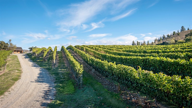 This white is vibrant and mouthwatering with Key lime, passion fruit and lemongrass notes … Play the game!
