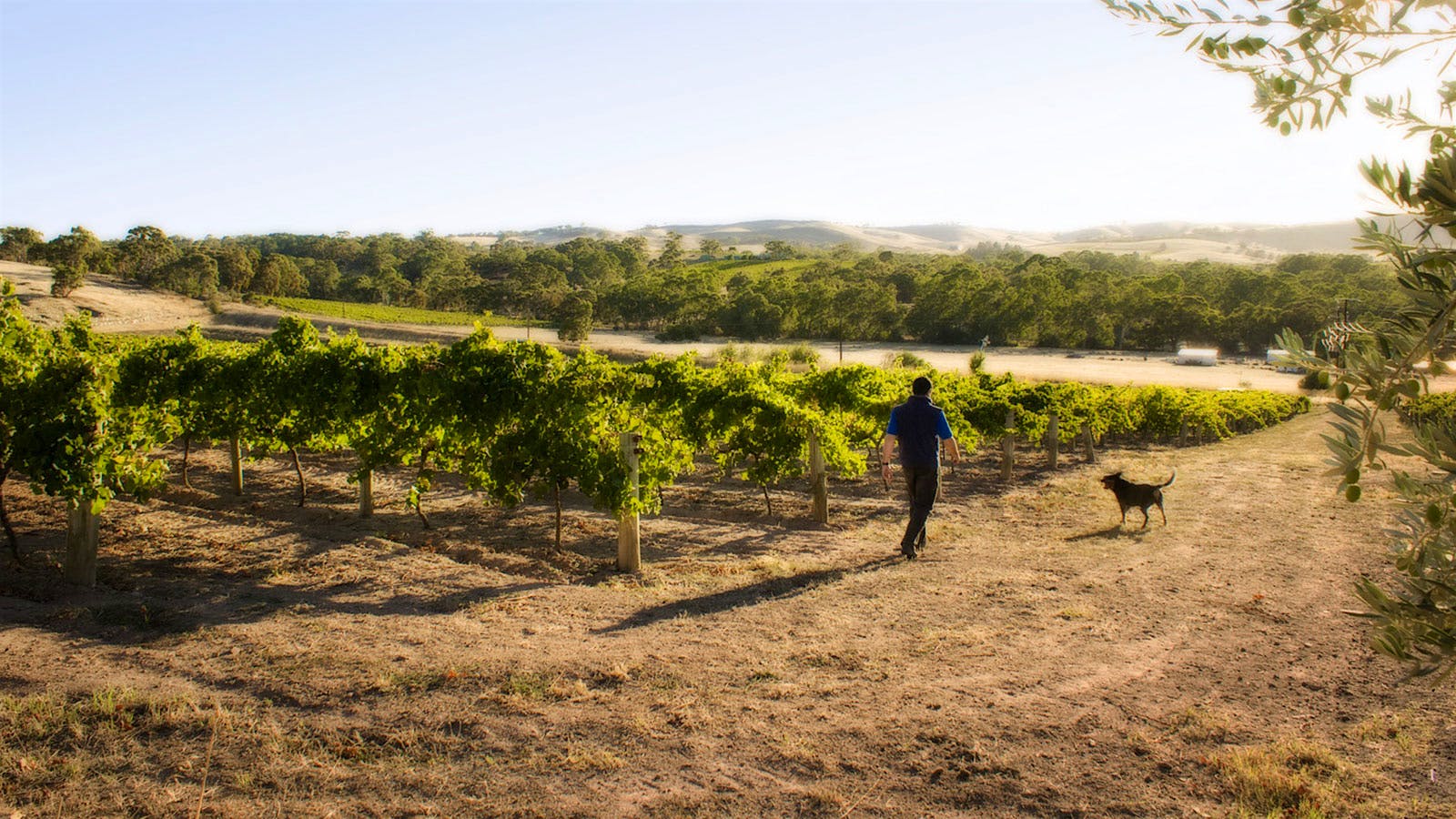 Vineyard with man and dog