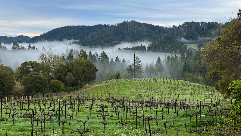 A Rebirth at Hillwalker Vineyards