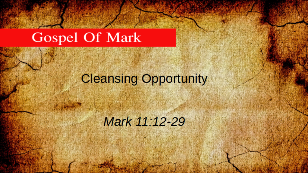 Cleansing Opportunity (Mark 11: 12-19)